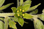 Green false hellebore